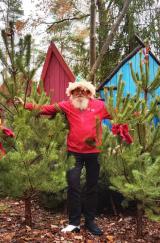 Bild zu Kostenlose Weihnachtsbume in Turisede