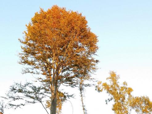 Bild zu Corona grassiert weiter in der Flche