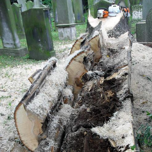Bild zu Linde auf dem Jdischen Friedhof gefllt
