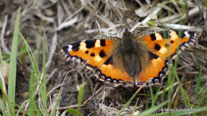 Bedeutender sächsischer Insektenforscher hält Vortrag in Görlitz Bedeutender sächsischer Insektenforscher hält Vortrag in Görlitz