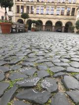 Bild zu Grlitz ldt zur botanischen Stadterkundung: Krautschau 2024