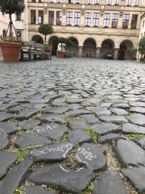 Bild zu Grlitz ldt zur botanischen Stadterkundung: Krautschau 2024