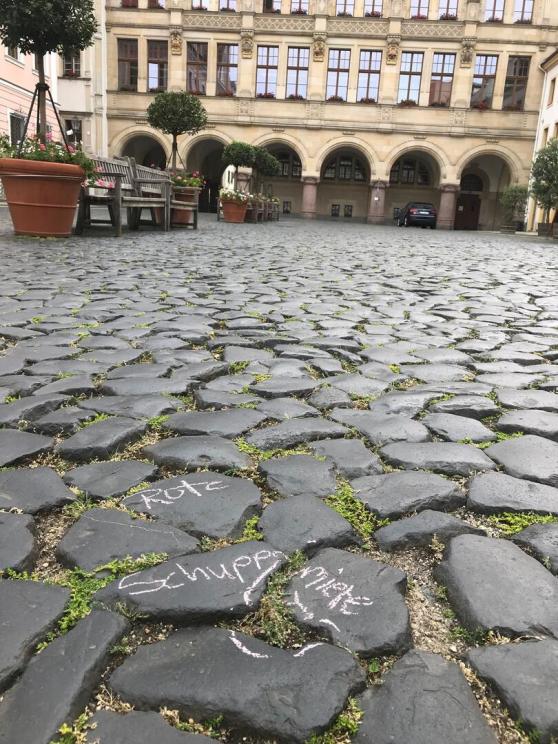 Bild zu Grlitz ldt zur botanischen Stadterkundung: Krautschau 2024