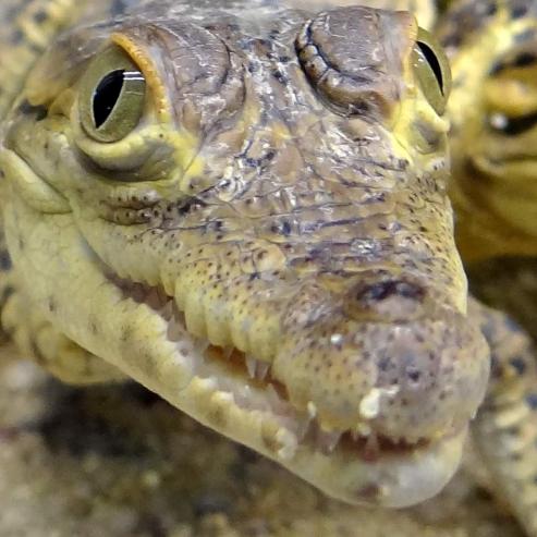 Bild zu Das kleine Krokodil Fidel heit gar nicht Castro
