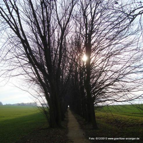 Bild zu Wald an der Landeskrone wird besumt