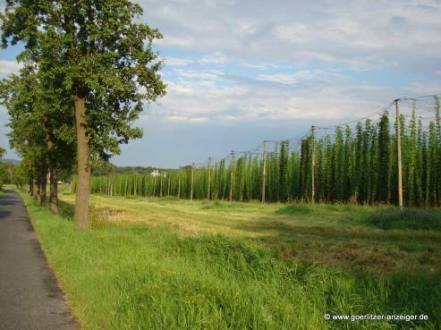 Bild zu Gersdorfer ALE nominiert fr "Bier des Jahres"