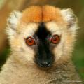  Affenforscher berichtet von Insel der Lemuren 