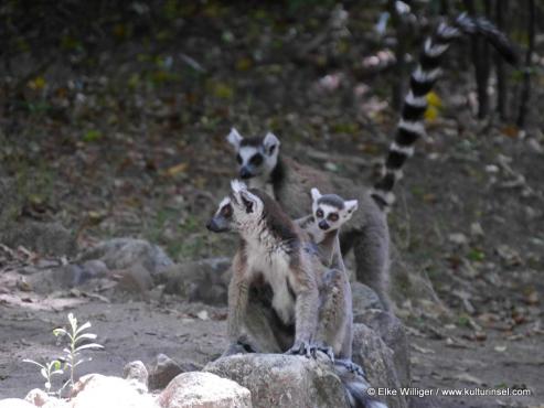 Bild zu Madagaskar auf der Kulturinsel Einsiedel
