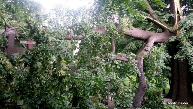 Ist der vermutlich dickste Baum von Görlitz dem Tode geweiht? Ist der vermutlich dickste Baum von Görlitz dem Tode geweiht?
