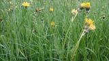 Bild zu Mit Kindern die Natur entdecken