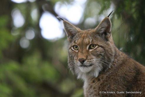 Bild zu Groe Katzen im Harz