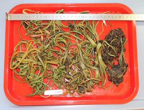 Bild zu Landkreis Grlitz warnt vor Gummibndern in der Umwelt