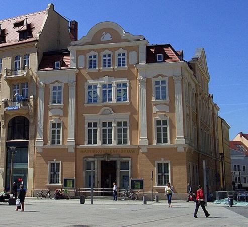 Bild zu Herbstprogramm des Senckenberg Museums: Spannende Einblicke in Natur und Wissenschaft