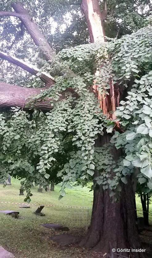 Bild zu Sturm schdigt jahrhundertealte Linde auf Grlitzer Nikolaifriedhof schwer