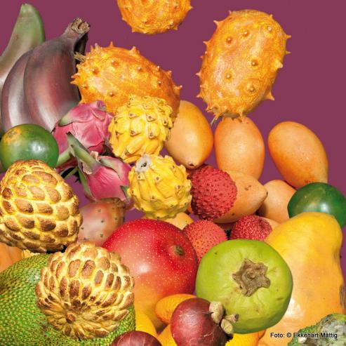 Bild zu Cherimoya und Pomeranzen: Exoten in Grlitz