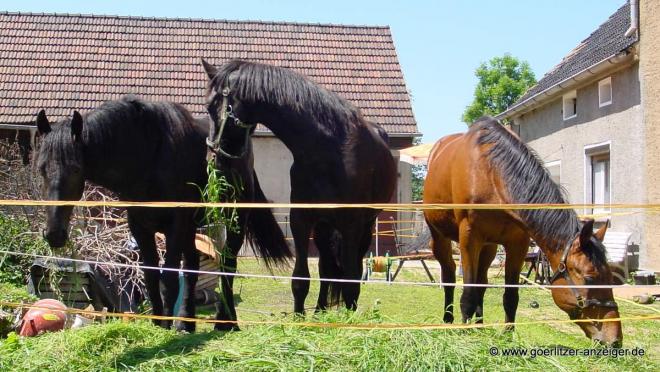 Bild zu Pferdehaltung setzt Kenntnisse und ein wenig Kleingeld voraus