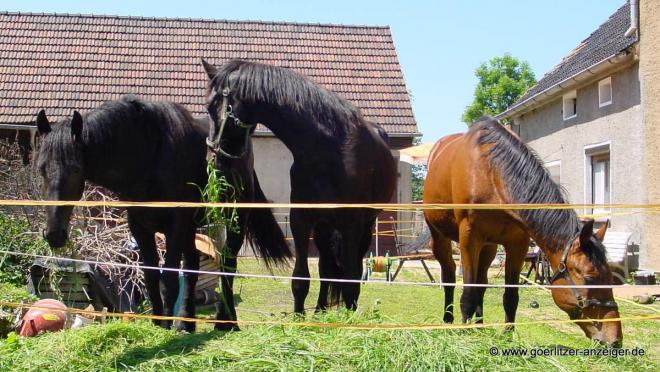 Pferdehaltung setzt Kenntnisse und ein wenig Kleingeld voraus