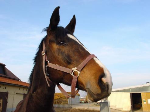 Bild zu 8. Hoffest auf der Reitanlage "Am Schlosspark" in Kodersdorf