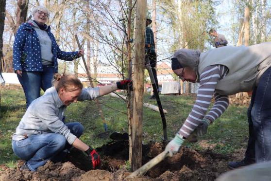 Bild zu Rettung des Birkenwldchens: Gemeinsame Pflanzaktion in Rauschwalde