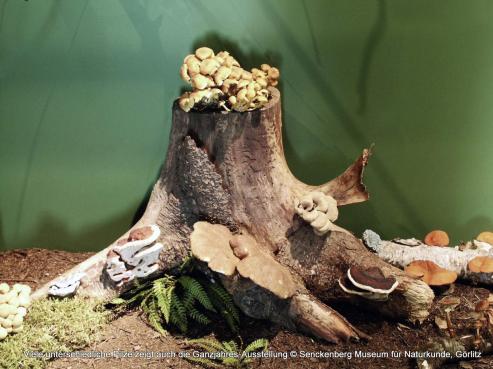 Bild zu Senckenberg Museum Grlitz beginnt mit Pilzberatung