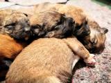 Bild zu Rckzugsorte und Transportmittel fr Hunde