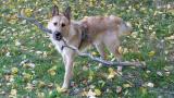 Bild zu Hundeauslaufplatz in Grlitz ab Mai nutzbar