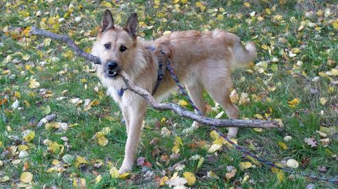 Bild zu Hundeauslaufplatz in Grlitz ab Mai nutzbar