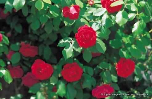 Bild zu Ausflugstipp: Ostdeutscher Rosengarten Forst (Lausitz)