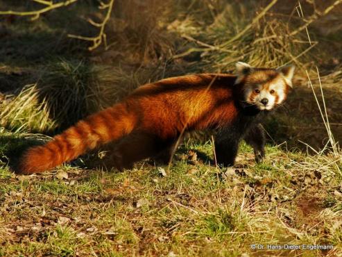 Bild zu Tierparkbesuch im Grlitzer Humboldthaus