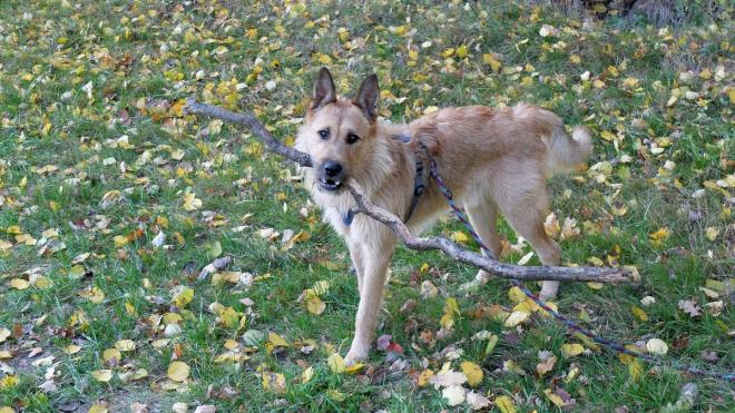 Weshalb fr viele ein Leben ohne Hund nicht einmal denkbar ist