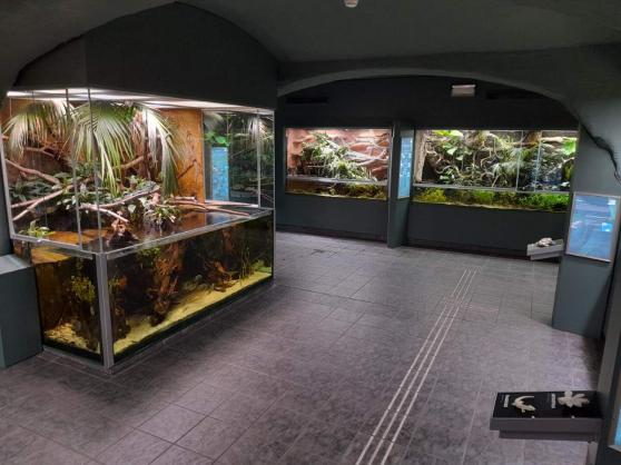 Bild zu Einblicke in 20 Jahre Vivarium am Senckenberg