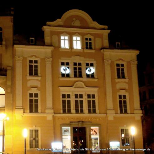 Bild zu Wlfisches Fressverhalten am Museum untersucht