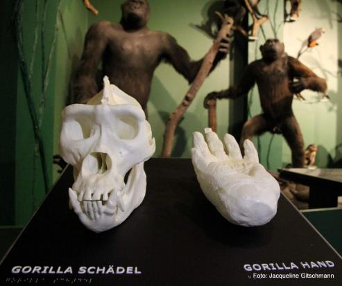 Bild zu Naturkundemuseum Grlitz fr Blinde