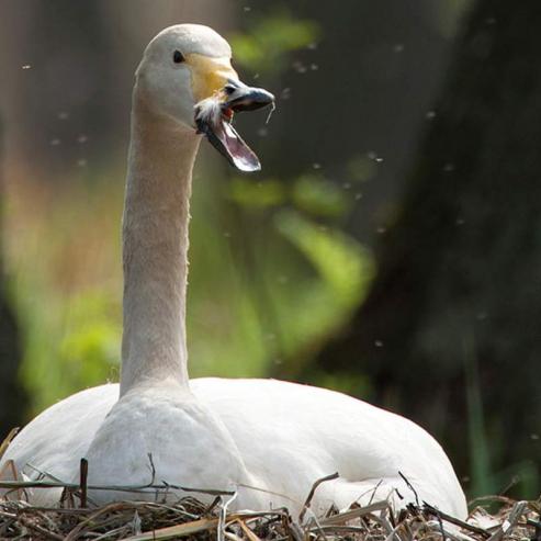 Bild zu Tierfotografie von Grzegorz Bobrowicz