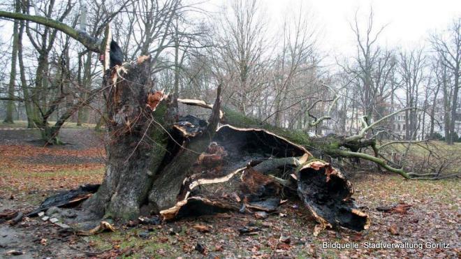 Bildtitel: Saudummer Vandalismus zerstört Baum aus dem frühen 19. Jahrhundert Bild zu Saudummer Vandalismus zerstört Baum aus dem frühen 19. Jahrhundert