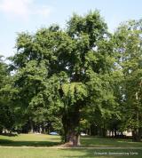 Bild zu Stadtpark Grlitz verliert Naturdenkmal