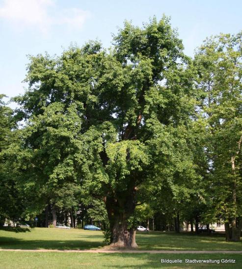 Bild zu Stadtpark Grlitz verliert Naturdenkmal