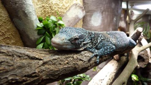Bild zu Wiederbelebung des Vivariums: Der blaue Baumwaran und die Schtzenfische sind zurck