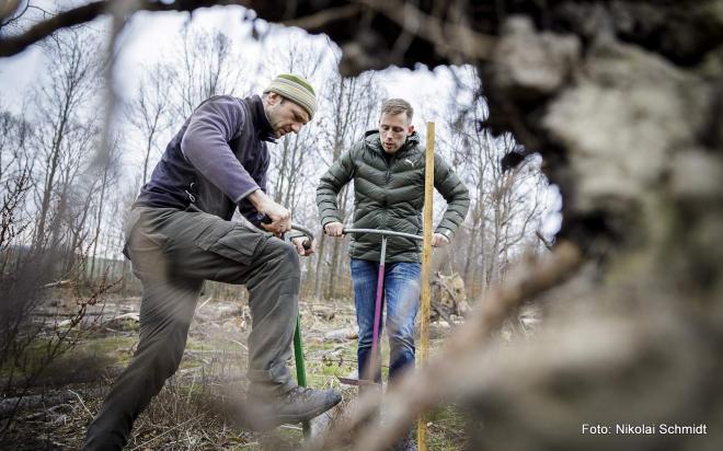 Bildtitel: Rettungspaket für Sachsens Wälder Bild zu Rettungspaket für Sachsens Wälder