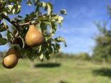 Bild zu Zukunft der Streuobstwiesen: Kongresse in Ostritz und Stuttgart-Hohenheim