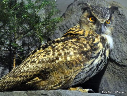 Bild zu Winterferien - das Naturkundemuseum lockt