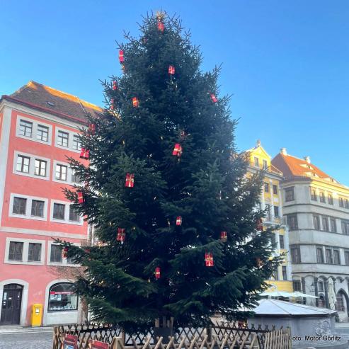 Bild zu Grlitzer Weihnachtsbaum wird verlost