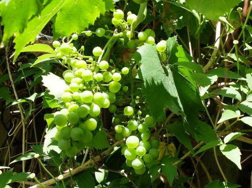 Bild zu Rotwein verschenken  worauf achten?
