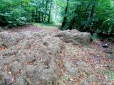 Bild zu Gartenabflle und Grnschnitt richtig entsorgen