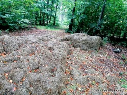 Bild zu Gartenabflle und Grnschnitt richtig entsorgen