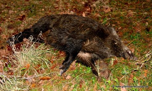 Bild zu Schutz vor Afrikanischer Schweinepest