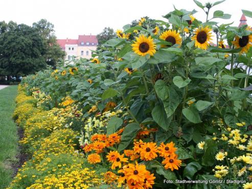 Bild zu Blten in Grlitz