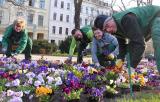 Bild zu Farbenfrohe Hornveilchen verschnern Grlitzer Pltze