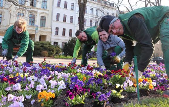 Bild zu Farbenfrohe Hornveilchen verschnern Grlitzer Pltze
