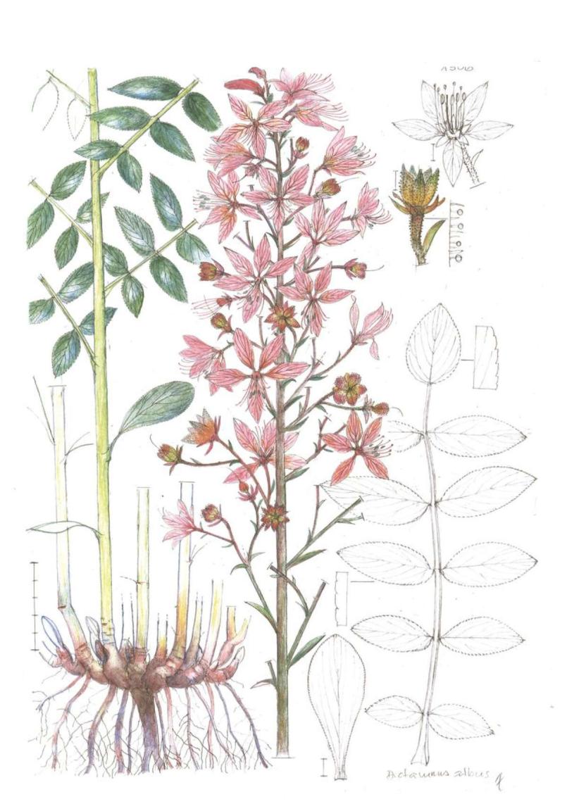 Bild zu Kunst trifft Botanik im Senckenberg Museum